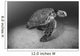 USA, Green Sea Turtle on bottom of ocean Wall Mural