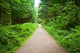 Walking Path in Capilano Park, Vancouver Wall Mural