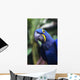 Blue and yellow Hyacinth Macaw bird Wall Mural