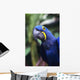 Blue and yellow Hyacinth Macaw bird Wall Mural