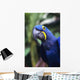 Blue and yellow Hyacinth Macaw bird Wall Mural