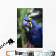 Blue and yellow Hyacinth Macaw bird Wall Mural
