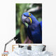 Blue and yellow Hyacinth Macaw bird Wall Mural