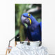 Blue and yellow Hyacinth Macaw bird Wall Mural