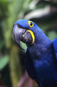 Blue and yellow Hyacinth Macaw bird Wall Mural