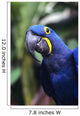 Blue and yellow Hyacinth Macaw bird Wall Mural