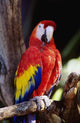 Closeup Of Colourful Red Parrot Standing On Tree Limb Wall Mural