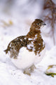 USA, Alaska, Willow Ptarmigan in snow Wall Mural