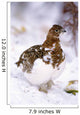 USA, Alaska, Willow Ptarmigan in snow Wall Mural