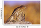 Colorado, Cooper's Hawk Perched On A Rock, First Year Male Wall Mural