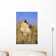 USA, Close up of Feruginous Hawk in dry grass Wall Mural