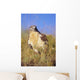 USA, Close up of Feruginous Hawk in dry grass Wall Mural