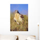 USA, Close up of Feruginous Hawk in dry grass Wall Mural