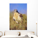 USA, Close up of Feruginous Hawk in dry grass Wall Mural