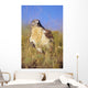 USA, Close up of Feruginous Hawk in dry grass Wall Mural