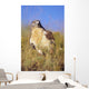 USA, Close up of Feruginous Hawk in dry grass Wall Mural