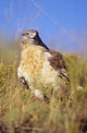 USA, Close up of Feruginous Hawk in dry grass Wall Mural