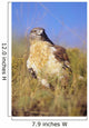 USA, Close up of Feruginous Hawk in dry grass Wall Mural