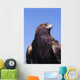 Golden Eagle Against Blue Sky Wall Mural