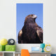 Golden Eagle Against Blue Sky Wall Mural