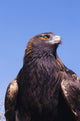 Golden Eagle Against Blue Sky Wall Mural