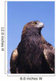 Golden Eagle Against Blue Sky Wall Mural