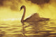 View of single white African Swan in water Wall Mural