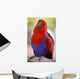 Closeup Of A Colorful Macaw, Red And Blue Feathers Wall Mural
