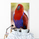 Closeup Of A Colorful Macaw, Red And Blue Feathers Wall Mural