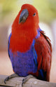 Closeup Of A Colorful Macaw, Red And Blue Feathers Wall Mural