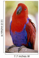 Closeup Of A Colorful Macaw, Red And Blue Feathers Wall Mural
