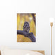 Dark Eyed Barred Owl perching on cottonwood tree Wall Mural