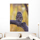 Dark Eyed Barred Owl perching on cottonwood tree Wall Mural