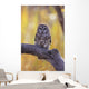 Dark Eyed Barred Owl perching on cottonwood tree Wall Mural
