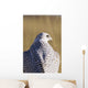 Close up view of back of Gyrfalcon in white color phase Wall Mural