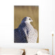 Close up view of back of Gyrfalcon in white color phase Wall Mural