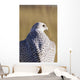 Close up view of back of Gyrfalcon in white color phase Wall Mural