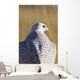 Close up view of back of Gyrfalcon in white color phase Wall Mural