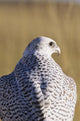 Close up view of back of Gyrfalcon in white color phase Wall Mural