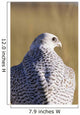Close up view of back of Gyrfalcon in white color phase Wall Mural