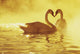 Two African Swans, Heart Shape Wall Mural