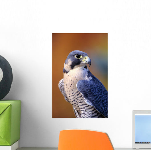 Close up of adult male Peregrine Falcon Wall Mural