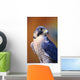 Close up of adult male Peregrine Falcon Wall Mural