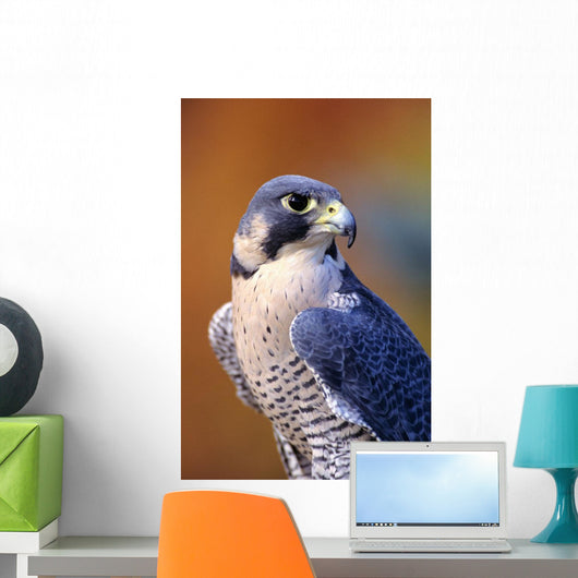Close up of adult male Peregrine Falcon Wall Mural
