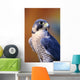 Close up of adult male Peregrine Falcon Wall Mural