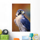 Close up of adult male Peregrine Falcon Wall Mural