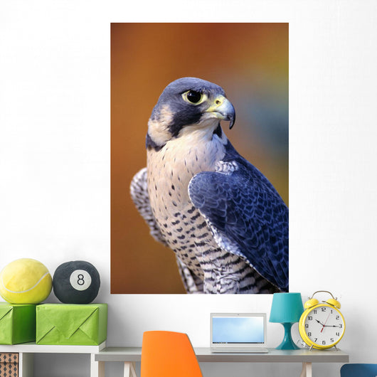 Close up of adult male Peregrine Falcon Wall Mural