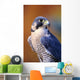 Close up of adult male Peregrine Falcon Wall Mural
