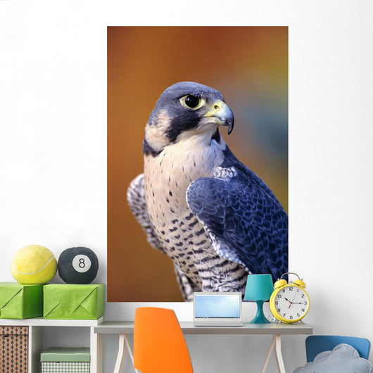 Close up of adult male Peregrine Falcon Wall Mural