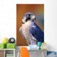 Close up of adult male Peregrine Falcon Wall Mural